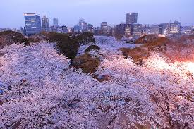 Gambar bunga sakura pink merah muda beautiful flower motivational. Inilah 24 Foto Bunga Sakura Terbaik Tahun Ini Menakjubkan Berita Jepang Japanesestation Com