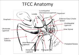Learn how to see all the different components of the tfcc and how to find them on mri. Tfcc Anatomy 18 The Tfcc Consists Of The Triangular Fibrocartilage Download Scientific Diagram