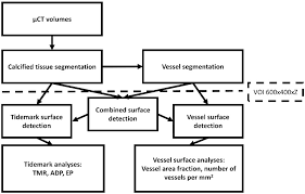 Check spelling or type a new query. Volumetric Analysis Of Tidemark And Vessel Perforations Through Calcified Cartilage From Micro Computed Tomography Associations With Osteoarthritis Stage Osteoarthritis And Cartilage