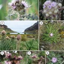 Image result for Carduus nyassanus