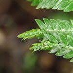 Image result for Selaginella vogelii