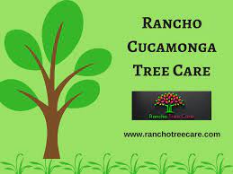 Rancho Tree Care Offers Affordable Tree Services Such As Tree Removal Tree Trimming And More In Upland Montclair Fonta Tree Care Tree Service Tree Trimming