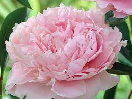 However, other research suggests a combination of peony and angelica. Lush Peonies Add Beauty And Fragrance To Early Summer Gardens