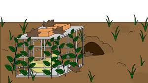 How do you use bubblegum to kill squirrels? 4 Ways To Get Rid Of Groundhogs Wikihow