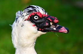 However, there are various aspects a homeowner will need to consider. Muscovy Duck Description Habitat Image Diet And Interesting Facts
