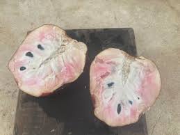 Image result for Annonaceae