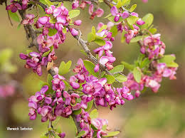 Image result for Securidaca longepedunculata