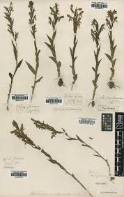 Image result for Habenaria petitiana