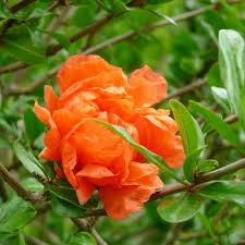 Cependant, trouver un cadeau d'anniversaire ou de fête. Grenadier A Fleurs Vente En Ligne De Plants De Grenadier A Fleurs Pas Cher Leaderplant