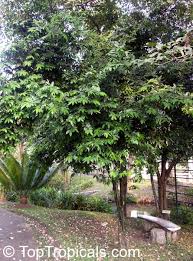 Image result for Alangiaceae