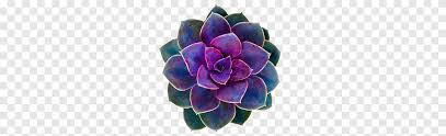Check spelling or type a new query. Aesthetic Grunge Purple And Green Succulent Plants Art Png Pngegg