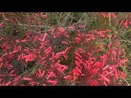 Firecracker Plant Growing Care Eat The Nectar Youtube Plants Plant Sale Flower Garden