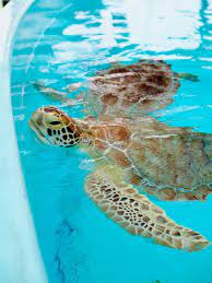 8 Things You Have To See Do In The Florida Keys To Europe And Beyond Florida Travel Florida Keys Key West Vacations