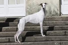 Des dessins de chien, du type greyhound, ont été trouvés sur les murs des tombes d'egypte ancienne datant de 4000 ans avant jc. Der Greyhound Der Schnellste Windhund