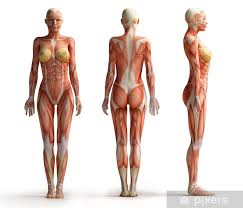 Maybe you would like to learn more about one of these? Female Anatomy View Blackout Window Curtain Pixers We Live To Change