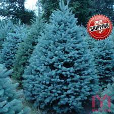 We did not find results for: 100pc Colorado Blue Spruce Seeds Picea Pungens Seeds Evergreen Christmas Tree Mtyfreeshipping Colorado Blue Spruce Picea Pungens Blue Spruce