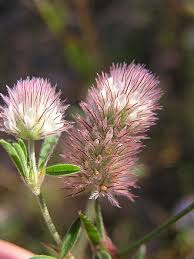 Image result for Trifolium purseglovei