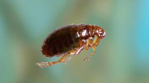 Dawn Dish Soap For Fleas In Carpet Getting Rid Of Fleas Cradiori