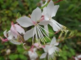 八重山の花