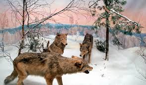 Building a diorama is a fun diy project in which you can create an exciting scene in a small space. Dioramas Senckenberg Museum Frankfurt