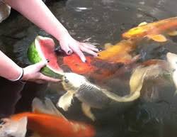 Koi Food Guide Maximize Color And Growth