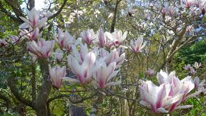 This is a favourite magnolia with the landscape. How To Grow Magnolias The Land Nsw