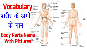 Each body part is written in singular and plural form. Body Parts Name With Picture And Hindi Meaning English Vocabulary Youtube