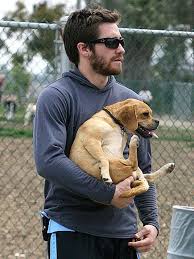 Doggone It Jake Gyllenhaal Puggle Jake
