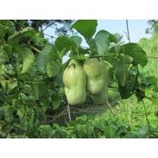It is a perennial climber native to the neotropics. Giant Granadilla Seeds Passiflora Quadrangularis PreÈ› 2 50