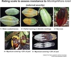 Geodatabase is a data container used to store and manage a collection of geographic datasets using a database management system (dbms) or file. Breeding For Disease Resistance In Cacao Springerlink