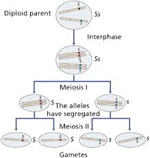 When crossing an organism that is homozygous recessive for a single trait with a heterozygote, what is the. Intro To Genetics