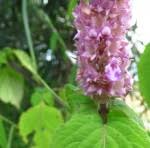 Image result for Achyrospermum aethiopicum