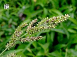 Image result for Echinochloa frumentacea