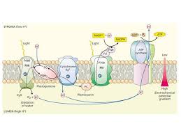 Photosynthesis In 2020 Photosynthesis Middle School Science Experiments Light Reaction