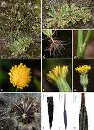 Image result for Hypochaeris