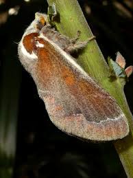 Image result for Streblochaete