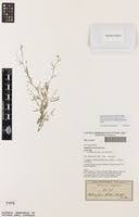 Image result for Microcharis welwitschii