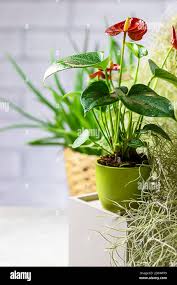Image result for Anthurium andraeanum