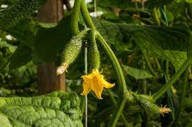 Dec 29, 2018 · as the plant grows, two types of flowers develop, male and female blossoms, also known as staminate and pistillate. Cucumber Stages Tips On Understanding Their Growth