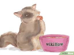 Cara Memelihara Sugar Glider 12 Langkah Dengan Gambar Wikihow
