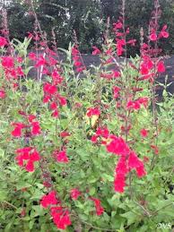 Pin On Zone 7 Plants