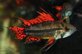 The platinum double red cockatoo dwarf cichlid (apistogramma cacatuoides) is an incredible color morph of its parent species. Apistogramma Cacatuoides Double Red Aqualog De