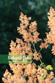 Image result for Macleaya