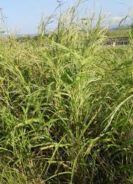 Image result for Rottboellia