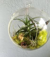 Hanging Air Plant Terrarium Glass Globe Teardrop Etsy Hanging Air Plants Air Plant Terrarium Air Plants