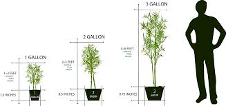 Bamboo Plant Sizes Lewis Bamboo