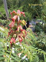 Image result for Erythrophysa