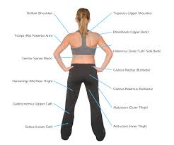 So i have listed the leg extension at a 90 degree angle as the best way to isolate the rectus femoris. A List Of All The Muscle Names In The Legs Major Muscles Of The Body With Their Common Names And Anterior Means Of The Front Let S Begin With