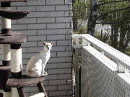Kedi Koruma Agi Ne Ise Yarar Yuksekte Oturan Kedilerin Guvenligi Nasil Saglanir Evcil Hayvan Blogu