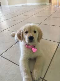Wonderland S Golden Retrievers Melrose Florida Golden Retriever Puppies Golden Retrievers Breeders